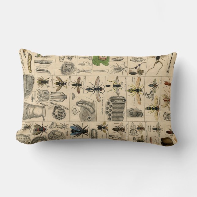 Vintage Insects Sexton Beetle Entomology Revers. Lumbar Cushion (Front)