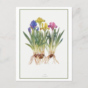 Vintage Iris Botanical Illustration Postcard