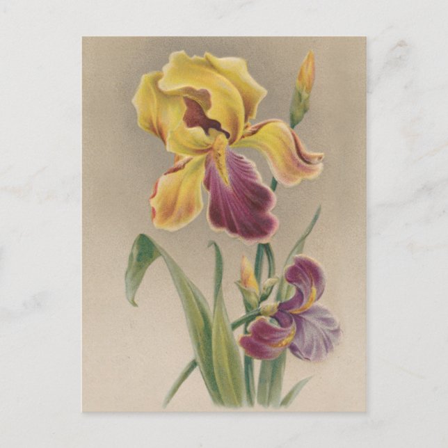 Vintage Iris Flower Postcard (Front)