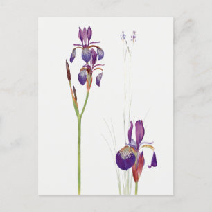 Vintage Iris Flower Postcard