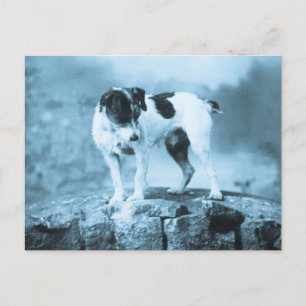Vintage Jack Russell Cyan Tone Postcard