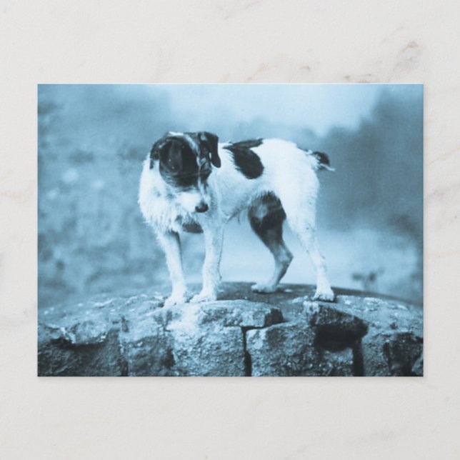 Vintage Jack Russell Cyan Tone Postcard (Front)