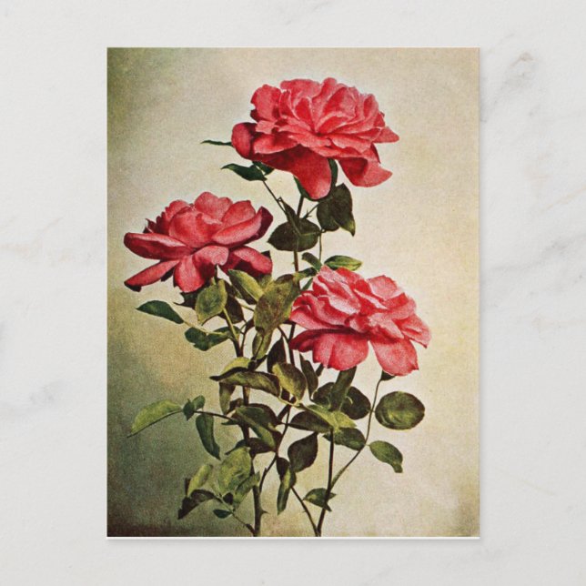 Vintage  Jacqueminot Rose by Frederick Martin Postcard (Front)