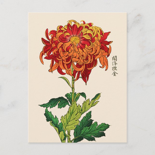 Vintage Japanese Chrysanthemum. Rust and Orange Postcard (Front)