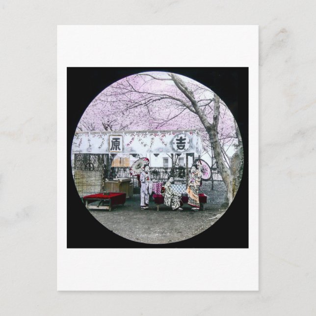 Vintage Japanese Geisha Sit Under Cherry Blossoms Postcard (Front)