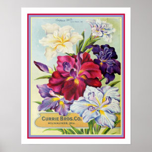 Vintage Japanese Iris Seed Advertisement 16x20 Poster