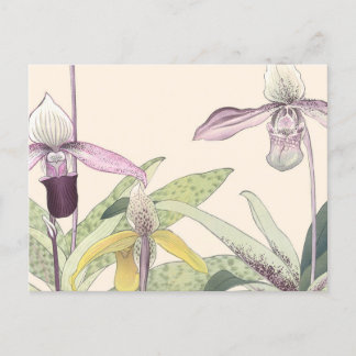 Vintage Japanese Paphiopedlum Orchid Art Postcard