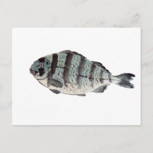 Vintage Japanese Striped Bass Postcard