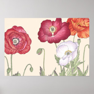 Vintage Japanese Ukiyo Art Poppy Flowers Poster