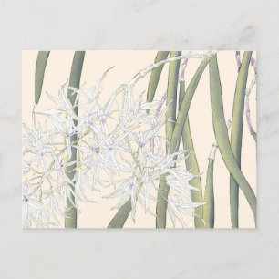 Vintage Japanese White Spider Orchid Art Postcard