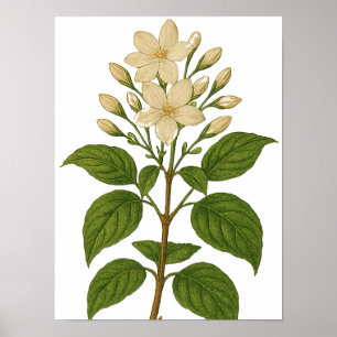 Vintage Jasmine Poster