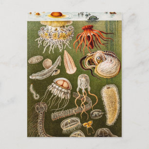 Vintage Jellyfish Antique Jelly Fish Illustration Postcard