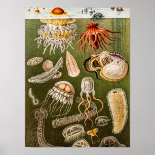 Vintage Jellyfish Antique Jelly Fish Illustration Poster