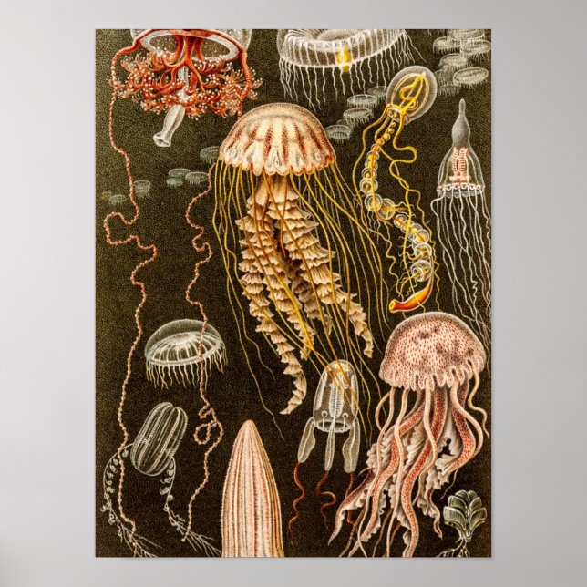 Vintage Jellyfish Antique Jelly Fish Illustration Poster (Front)