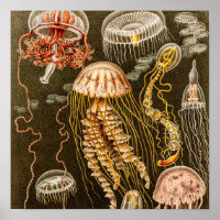 Vintage Jellyfish Antique Jelly Fish Template