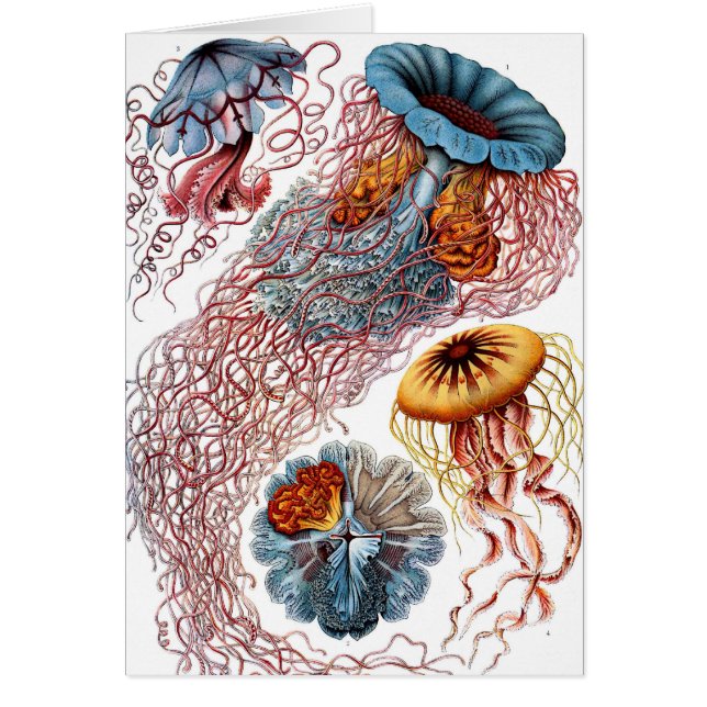 Vintage Jellyfish by Ernst Haeckel, Discomedusae (Front)