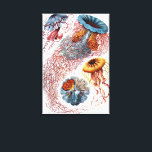 Vintage Jellyfish by Ernst Haeckel, Discomedusae Canvas Print<br><div class="desc">Vintage illustration marine life biology design by Ernst Haeckel. A variety of colourful jellyfish animals swimming in the waters of the sea. Jelly fish are free swimming aquatic animals with an umbrella shaped body and long trailing tentacles. They can be found in all of the oceans and some in freshwater...</div>