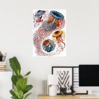 Vintage Jellyfish by Ernst Haeckel, Discomedusae