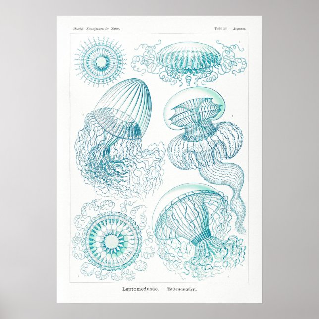 Vintage Jellyfish Illustration Poster (Front)