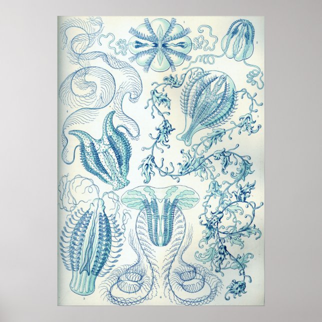 Vintage Jellyfish Illustration Poster (Front)