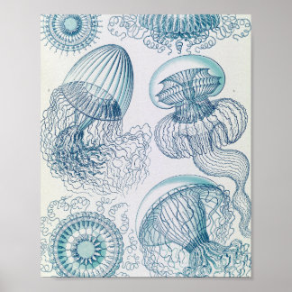 Vintage Jellyfish Scientific Illustration Poster