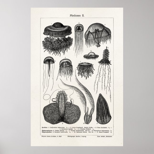 Vintage Jellyfish Species Retro Sea Jelly Fish Poster (Front)