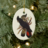  Vintage John Gould Red-Tailed Black Cockatoo Art