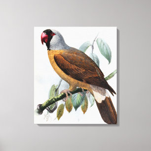 Vintage John Keulemans Mascarene Parrot Canvas Print