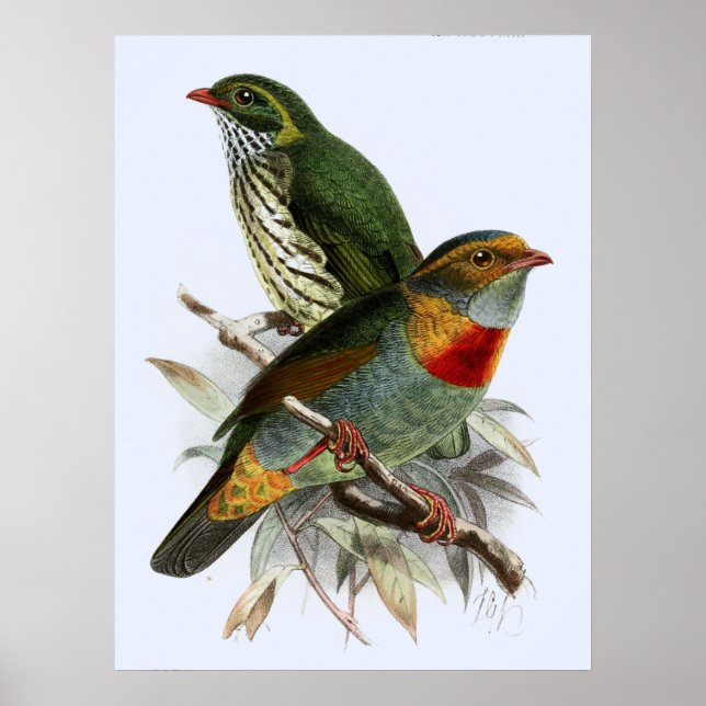 Vintage John Keulemans Red-banded Fruiteater  Poster (Front)