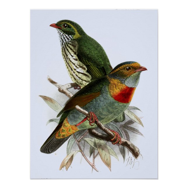 Vintage John Keulemans Red-banded Fruiteater Poster (Front)