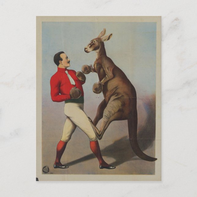Vintage Kangaroo Boxing Sideshow Postcard (Front)