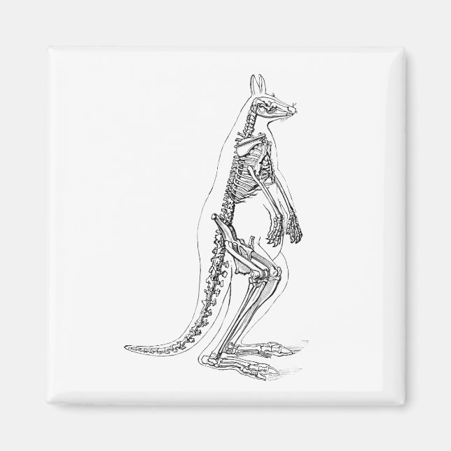 Vintage Kangaroo Skeleton Illustration - 1800's Magnet (Front)