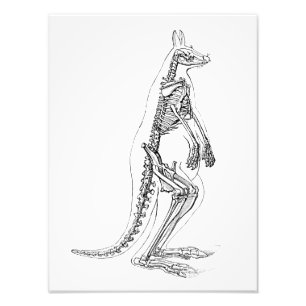 Vintage Kangaroo Skeleton Illustration - 1800's Photo Print