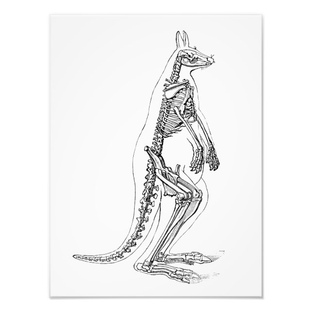 Vintage Kangaroo Skeleton Illustration - 1800's Photo Print (Front)