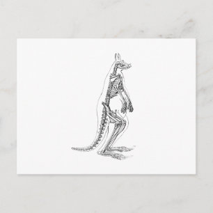 Vintage Kangaroo Skeleton Illustration - 1800's Postcard