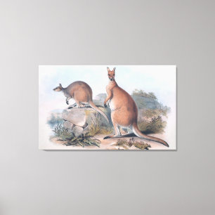 Vintage Kangaroos Canvas Print