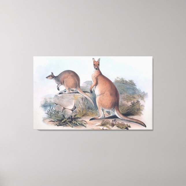 Vintage Kangaroos Canvas Print (Front)