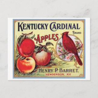 Vintage Kentucky Cardinal Apples, Henry P Barret,  Postcard