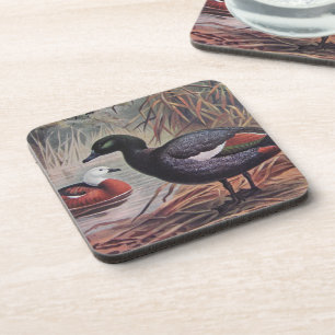 Vintage Keulemans John Gerrard Paradise Shelduck Coaster