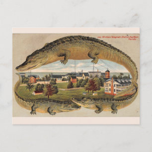 Vintage Key West Alligator Postcard
