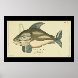 Vintage Killer Whale Orca Print