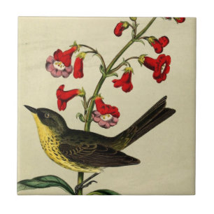 Vintage Kirtlands Warbler Bird Tile