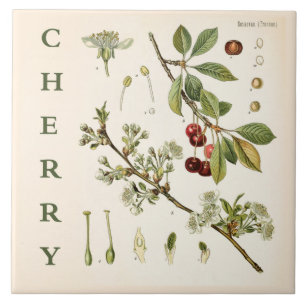 Vintage Kitchen Art: Cherry Tree Leaves & Flowers Tile