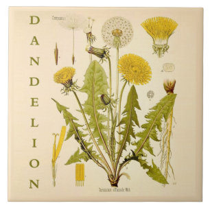 Vintage Kitchen Art: Dandelion Flower Leaves Herb Tile