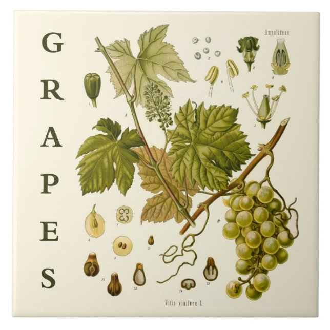 Vintage Kitchen Art: Green Grapes Grape Vine Tile (Front)