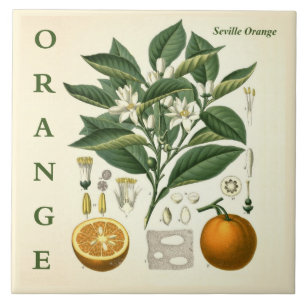 Vintage Kitchen Art: Orange Citrus Tree flowers Tile