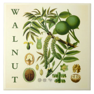 Vintage Kitchen Art: Walnut Nut Tree Leaves Tile