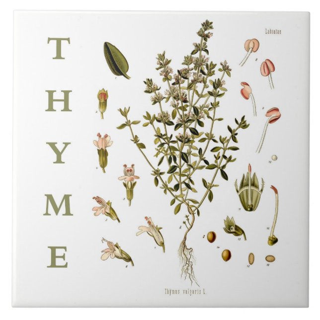 Vintage Kitchen Garden Thyme Herb plant flowers Tile (Front)