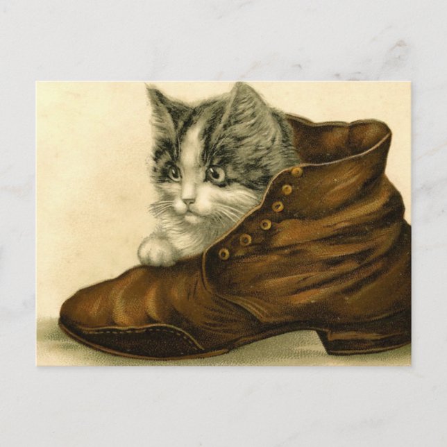 vintage kitten in shoe postcard (Front)