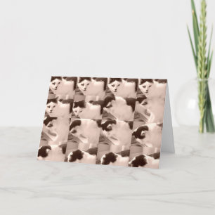 Vintage Kitty Cat/Black & White Photo Card
